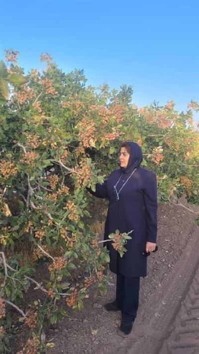 تولید آفت كش پایه با استفاده از فناوری نو در راستای كشاورزی پایدار، جایگزین ایمن برای آفت‌كش‌های شیمیایی